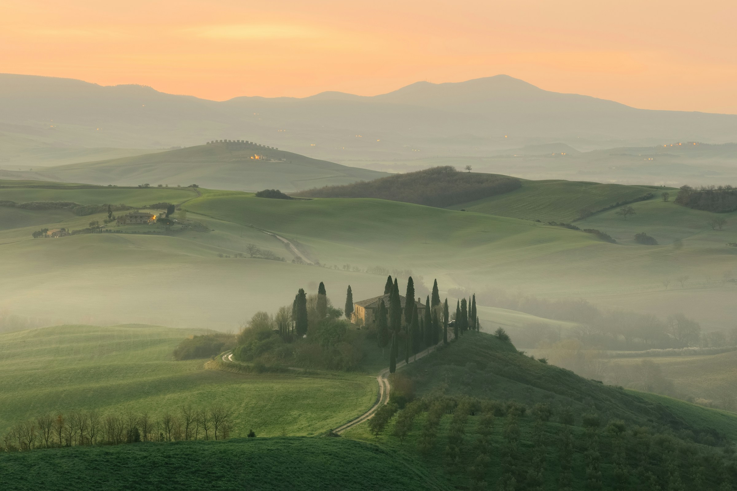 Oliviers de Toscane