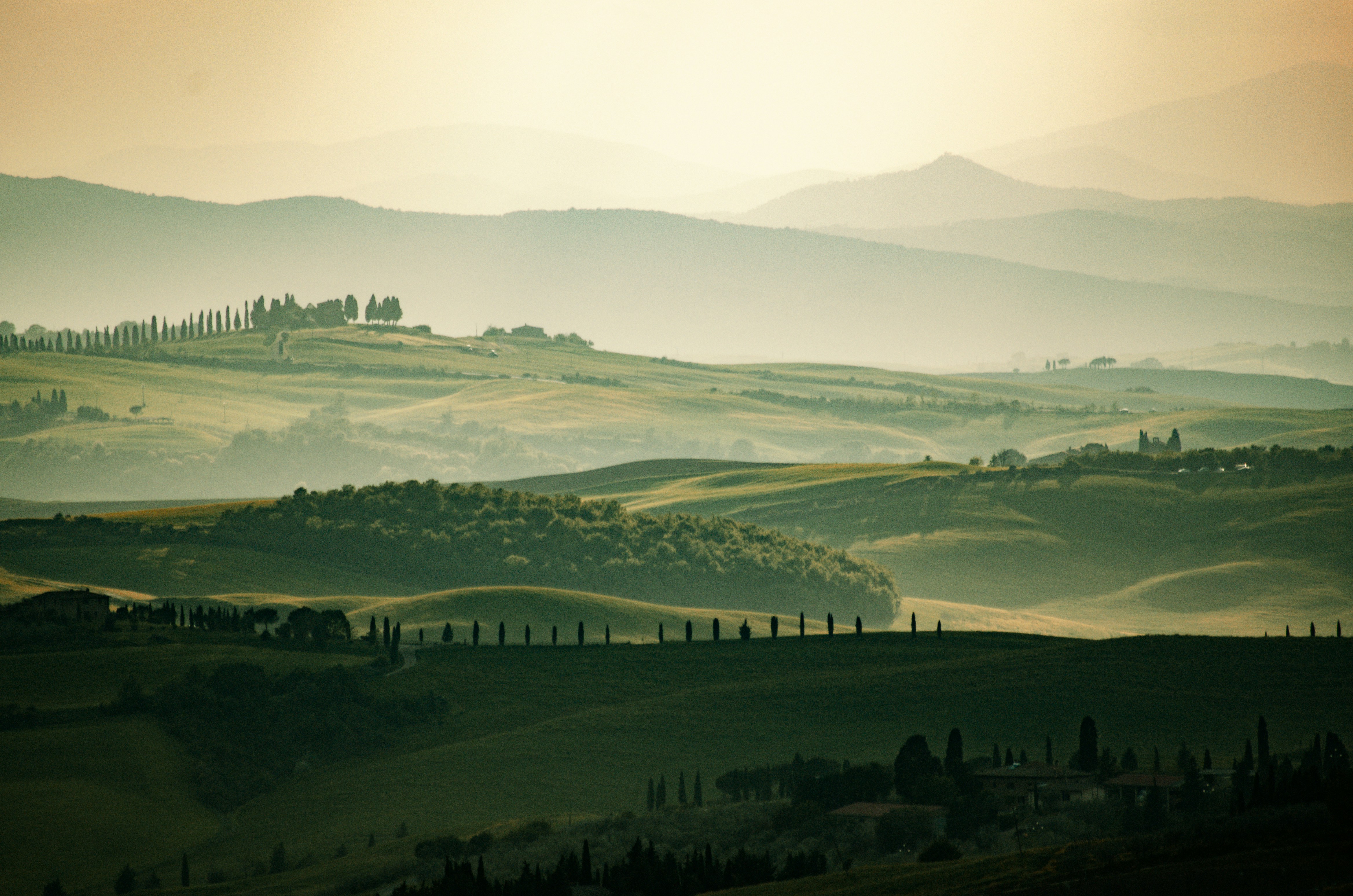 Oliviers de Toscane