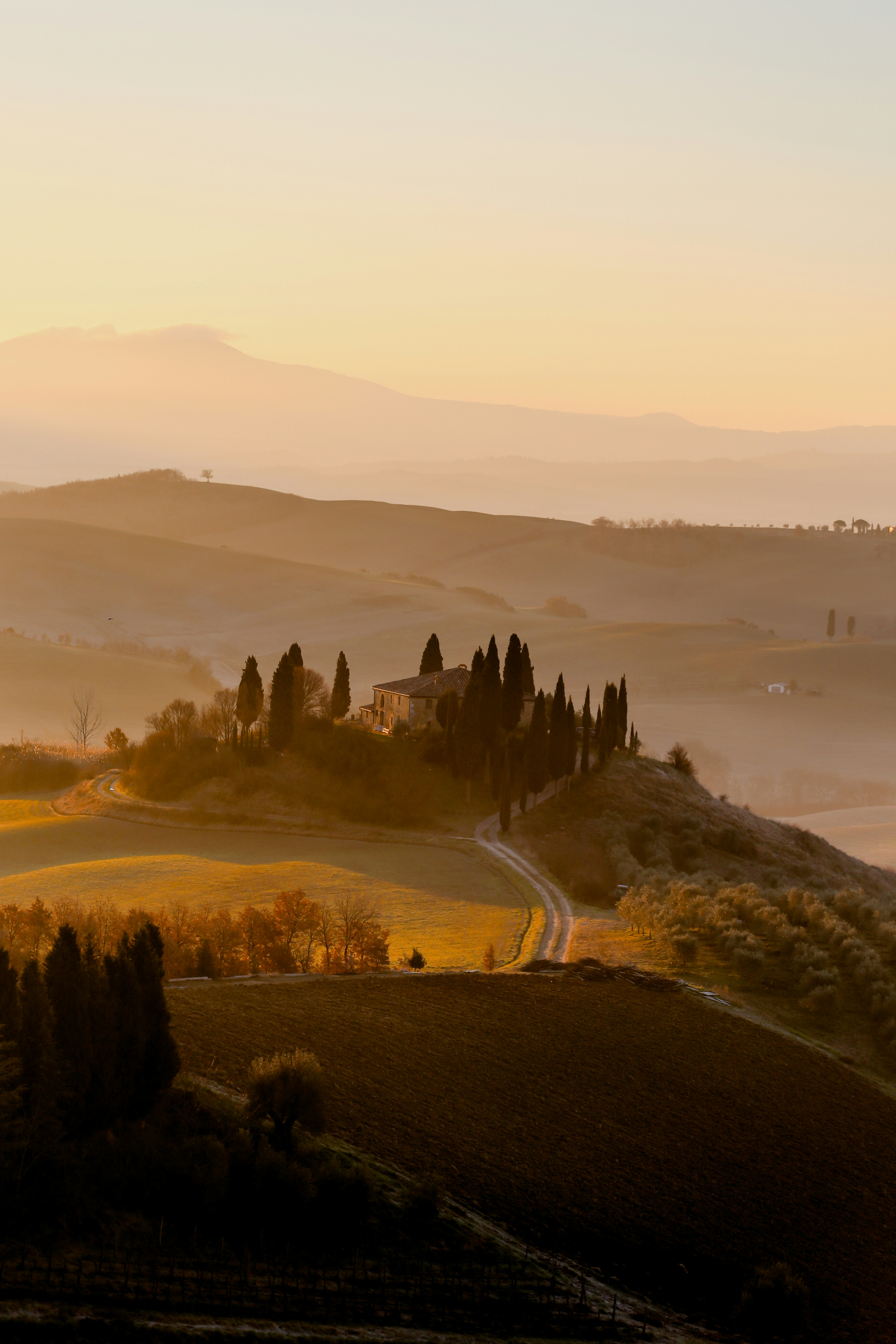 Oliveraie toscane