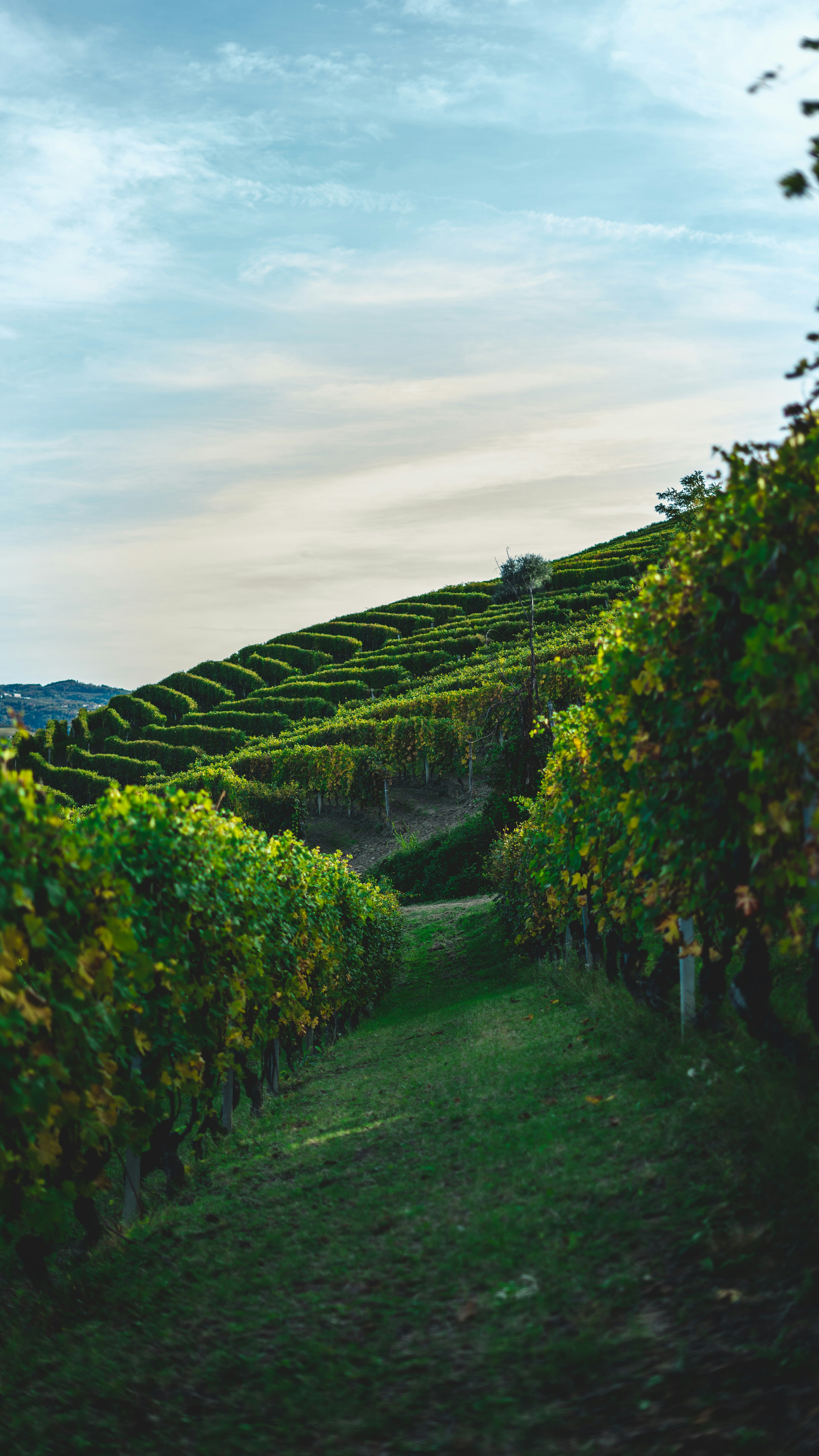Vignes italiennes
