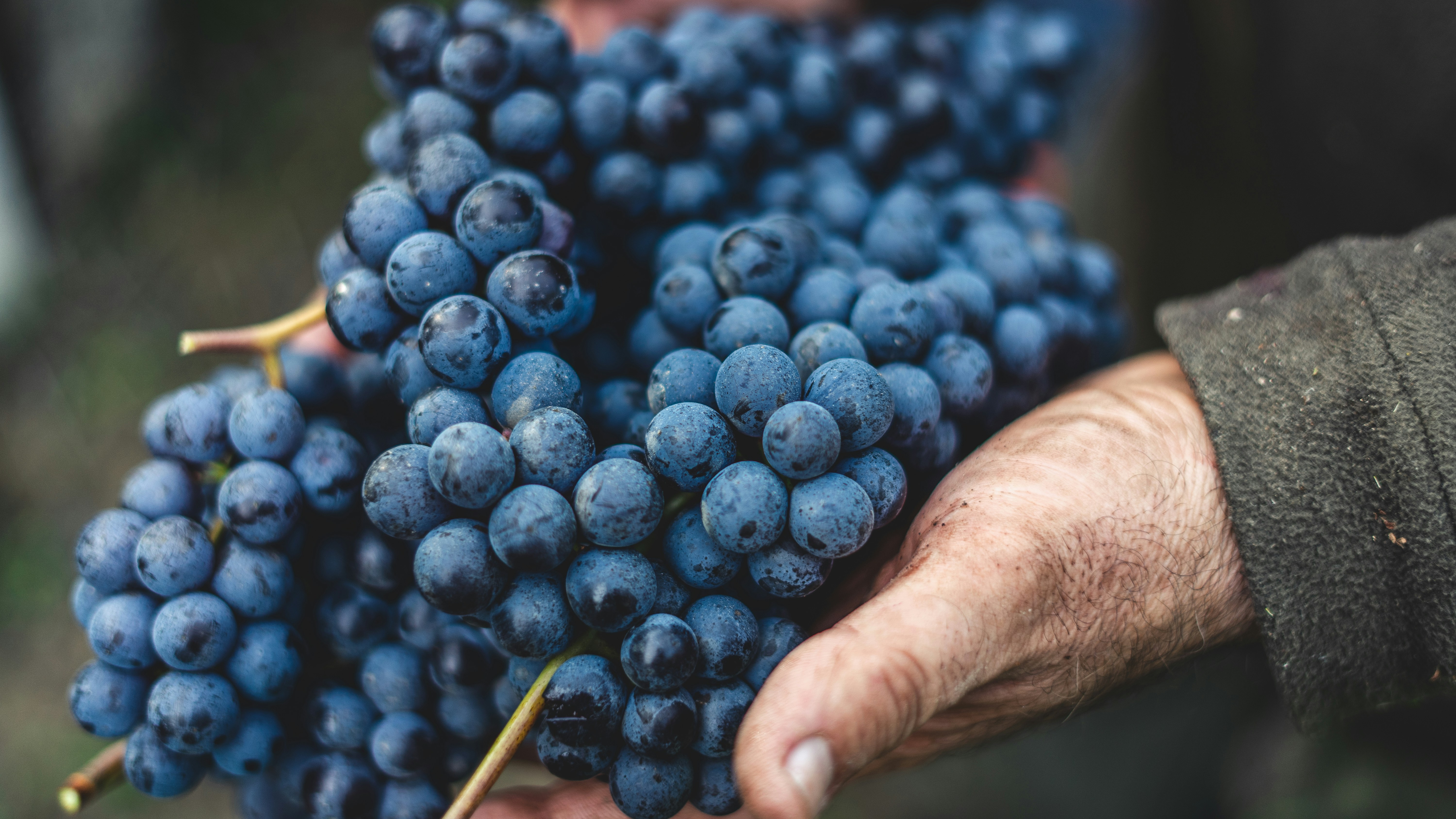 Accords mets et vins italiens
